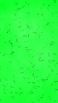 Microbs on green screen vertical video