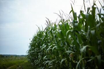 Corn. Ripening of the crop.
