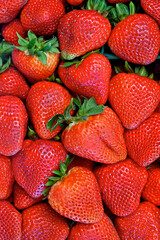 Fresh picked jumbo sized Strawberries 