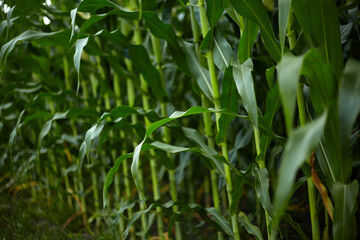 Corn. Ripening of the crop.
