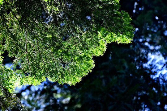 New light colored spring growth on fir tree