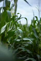 Corn. Ripening of the crop.