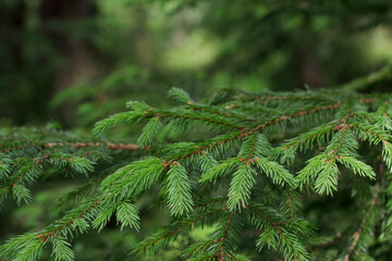 branches of a fir tree in wild forest