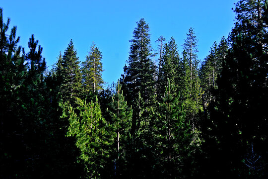 Young pine trees surrounded by older conifers 