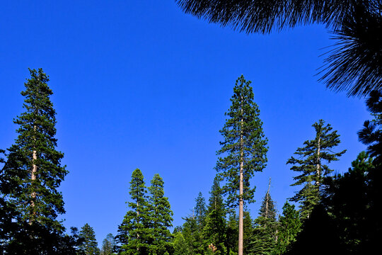 View up through clearing of pine and fir forest, Central Sierra Nevada Mountains, California 