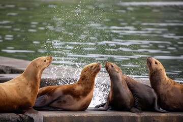 Stellers Sea Lions