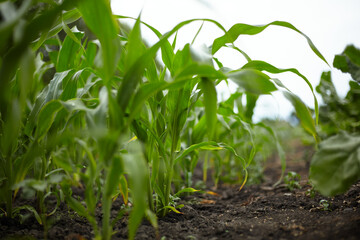 Corn. Green leaves of the crop.