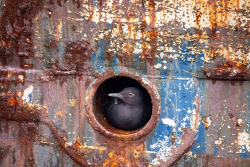 Pigeon Guillemot