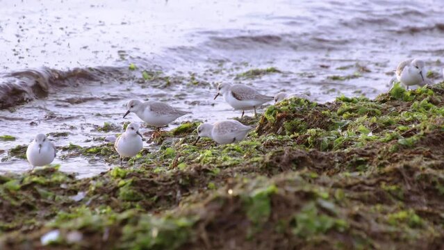 Kentish plovers on the sea beach