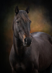 Portrait of a black horse on a painterly umber brown backdrop fine art