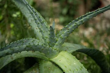 Green leaves of a hardy plant.