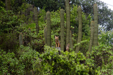 fox in between cactus on a mountain top
