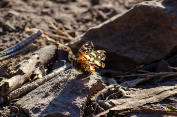 moth on a rock