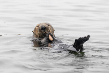 Fototapeta premium Playful and curious Sea Otters in Elkhorn shough estuary and sea life nature preserve at Moss Landing near Monterey Bay California pacific ocean