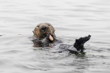 Playful and curious Sea Otters in Elkhorn shough estuary and sea life nature preserve at Moss...