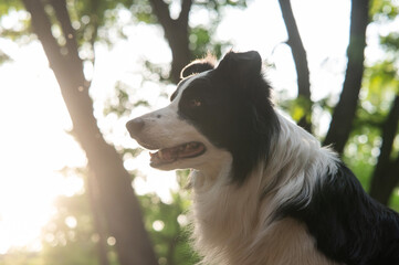 Portrait of a black and white border collie walking in the woods at sunset. 