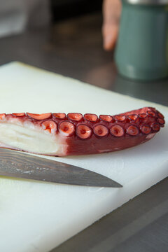 pulpo / tent&aacute;culo de pulpo 
