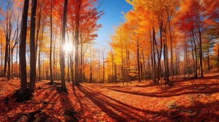 Autumn forest in the morning.