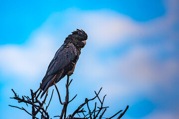 red-tailed black cockatoo (alyptorhynchus banksii), unique large cockatoo parrot spotted in townsville, north queensland, australia