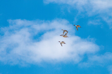 Pintails In Flight