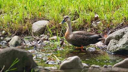 小川のカモ1匹
