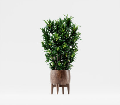 Dracena  in a pot isolated on white background, decorative plant in pot, 3d render