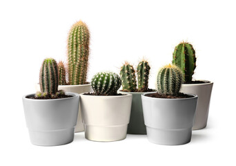 Many different cacti in pots on white background