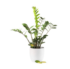 Potted houseplant with damaged leaves on white background