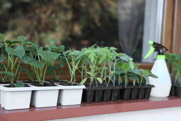 Seedlings growing in plastic containers with soil on windowsill