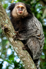 Monkey with tongue sticking out. Close up of a Black-tufted marmoset, Atlantic Forest, State of Espirito Santo, Brazil.