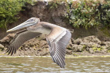 Brown Pelican in flight in Moss Landing Monterey Bay Elkhorn Slough estuary and nature marine life preserve.