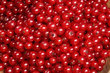Many tasty fresh red currants as background, closeup