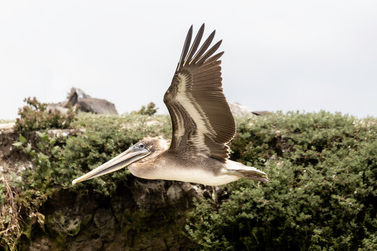 Brown Pelican in flight in Moss Landing Monterey Bay Elkhorn Slough estuary and nature marine life preserve.