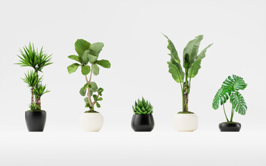 Set of plant (Terminalia catappa, White Bird of Paradise, Xanadu ...) in pot isolated on white back ground  3d render 