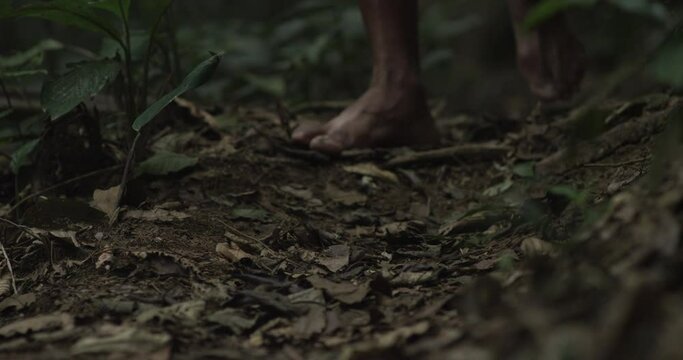 Harmony with Nature: Indigenous Peoples Walking in the Heart of the Amazon Rainforest