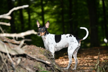 Ratonero valenciano beim jagen im Wald 