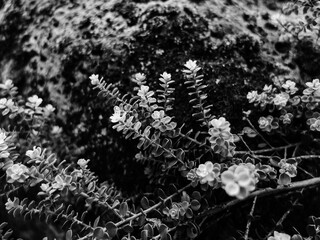 Plants in the garden