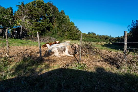 Vacas peludas