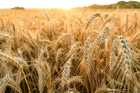 Ripe ears of wheat against the backdrop of sunset. Image of agriculture.