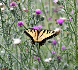 Yellow swallowtail butterfly on flower