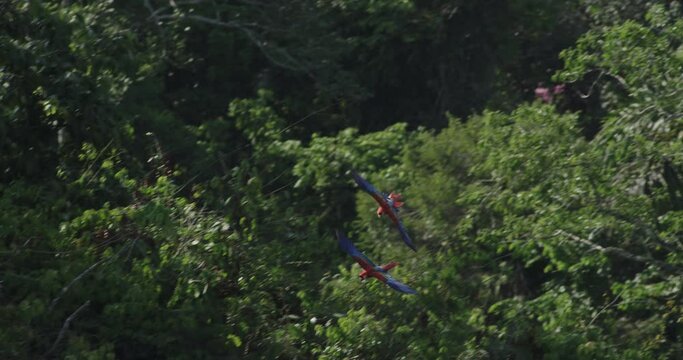 Colorful Canopy Choreography: Macaws in Flight Across the Amazon Rainforest