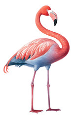 Cute watercolor cartoon pink flamingo isolated.