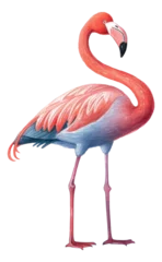 Fotobehang Cute watercolor cartoon pink flamingo isolated. © Pro Hi-Res