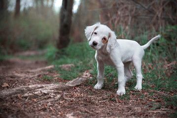 Adorable English Setter Puppy