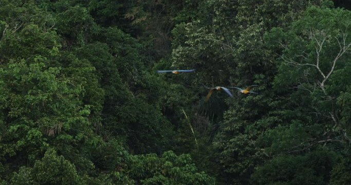 Colorful Canopy Choreography: Macaws in Flight Across the Amazon Rainforest