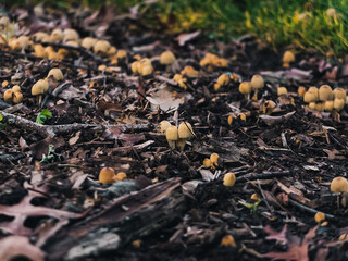 Mushrooms in the park