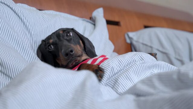 Funny hyperactive dachshund puppy fidget lies in bed, looks around with curiosity turns its head Small dog rests on comfortable orthopedic pillow Childfree family spoiled pet falls asleep under covers
