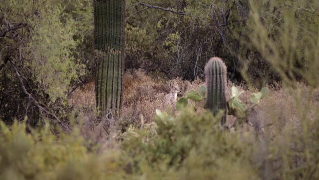 Video of a Coyote yipping and howling