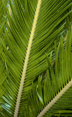 Botanical fern leaf foliage natural plant tree organic background.