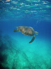 Green sea turtle in the crystal clear waters of the Caribbean Sea
